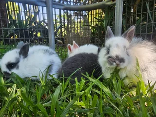 Gorgeous Jersey Wooly Bunnies – Ready 6 December 2025!