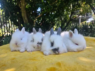 Gorgeous Jersey Wooly Bunnies – Ready 6 December 2025!