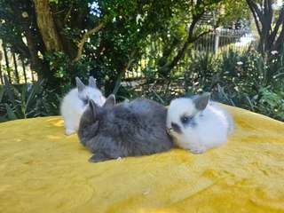 Gorgeous Jersey Wooly Bunnies – Ready 6 December 2025!