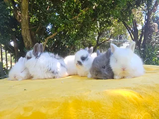 Gorgeous Jersey Wooly Bunnies – Ready 6 December 2025!