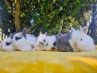 Gorgeous Jersey Wooly Bunnies – Ready 6 December 2025!