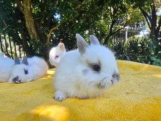 Gorgeous Jersey Wooly Bunnies – Ready 6 December 2025!