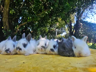 Gorgeous Jersey Wooly Bunnies – Ready 6 December 2025!