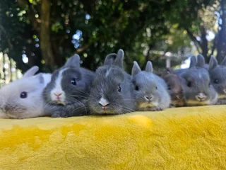 Netherland Dwarf Bunnies – Ready 6 December 2025!