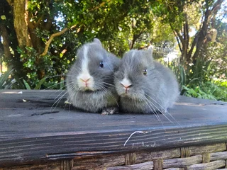 Netherland Dwarf Bunnies – Ready 6 December 2025!