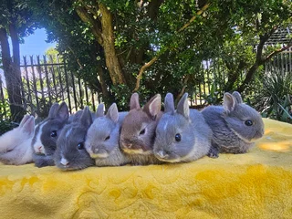 Netherland Dwarf Bunnies – Ready 6 December 2025!