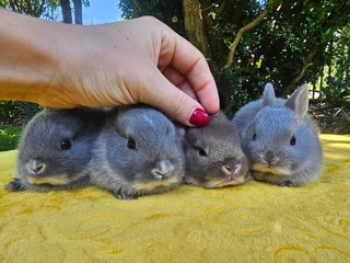 Netherland Dwarf Bunnies – Ready 6 December 2025!