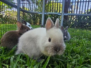 Netherland Dwarf Bunnies – Ready 6 December 2025!