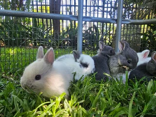 Netherland Dwarf Bunnies – Ready 6 December 2025!