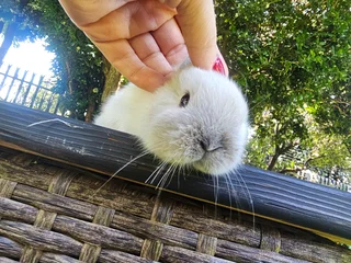Netherland Dwarf Bunnies – Ready 6 December 2025!