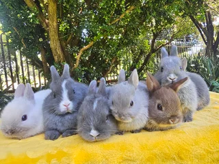 Netherland Dwarf Bunnies – Ready 6 December 2025!