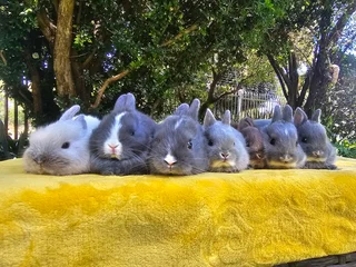 Netherland Dwarf Bunnies – Ready 6 December 2025!