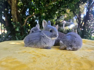 Netherland Dwarf Bunnies – Ready 6 December 2025!