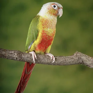 2 x greencheek conures for sale