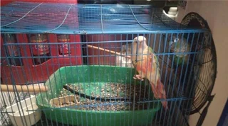 Hi I have 2 Tame and hand reared Green Cheek Conures 4 months and 2 hand reared green Cheek babies.