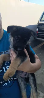 Pure bred German shepherd puppies