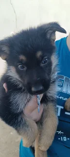 Pure bred German shepherd puppies