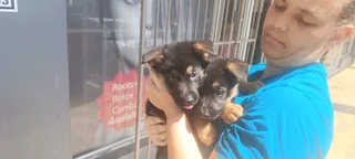 Pure bred German shepherd puppies