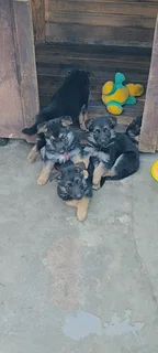 Pure bred German shepherd puppies