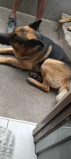 Pure bred German shepherd puppies