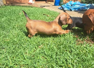 Miniature Dachshund