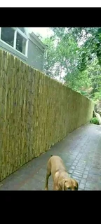 Bambooo and wood fencing