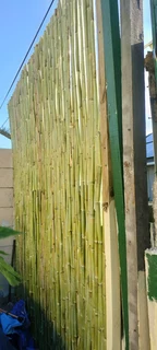Bamboo fencing