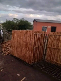 Bamboo fencing