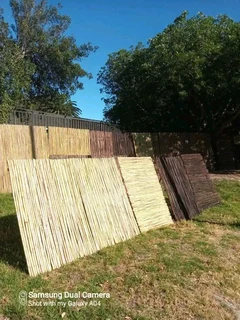 Bamboo for fencing