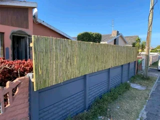 Bamboo for fencing