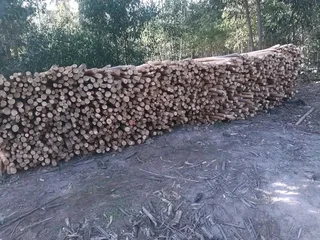Wood treated poles