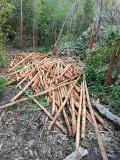 Wood and bamboo fencing