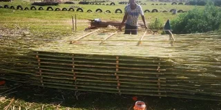 Bamboo fencing compony 0678467527