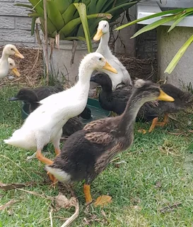 Ducks for sale