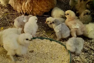 Silkie, Pekin bantams chicks