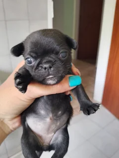 Pug puppies