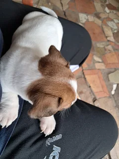 Purebred   jack Russell puppies for sale