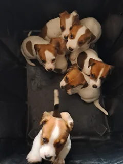 Purebred   jack Russell puppies for sale