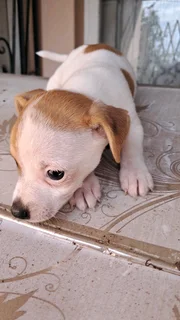 Purebred   jack Russell puppies for sale