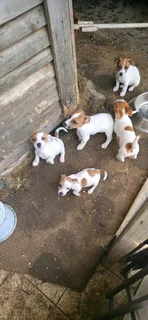 Purebred   jack Russell puppies for sale