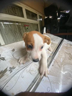 Purebred   jack Russell puppies for sale