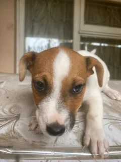 Purebred   jack Russell puppies for sale