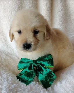Golden retrievers puppies