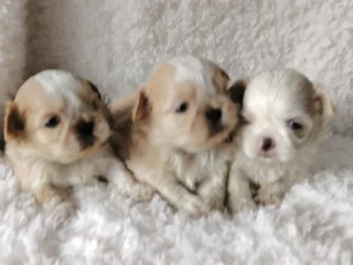 Shitzu puppies available