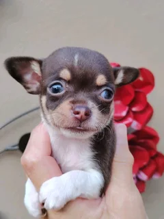 Chihauhau puppy