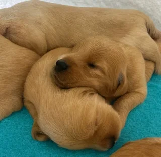 Golden Retrievers
