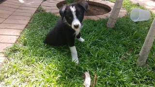 Border Collie  female
