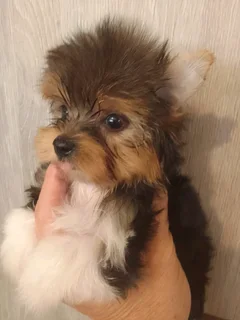 Yorkie Male