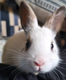 Netherland Dwarf Rabbit (Buck)