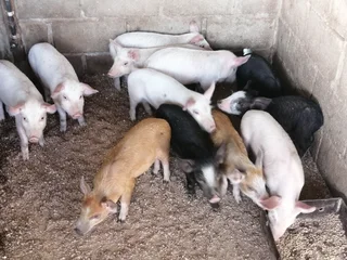 Piglets - Ad posted by Romeo Louw